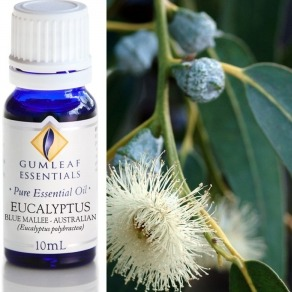 Eucalyptus Blue Mallee Essential Oil